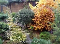 wbgarden autumn 40